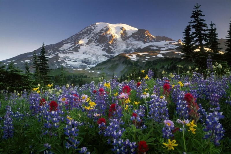 Mount Rainier with wildflowers