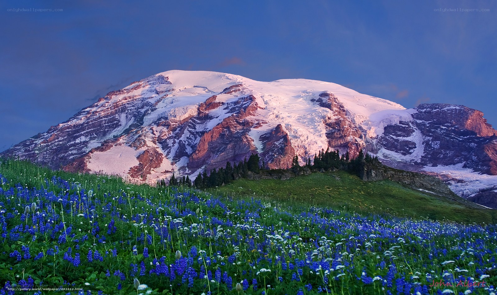 Mount Rainier with wildflowers