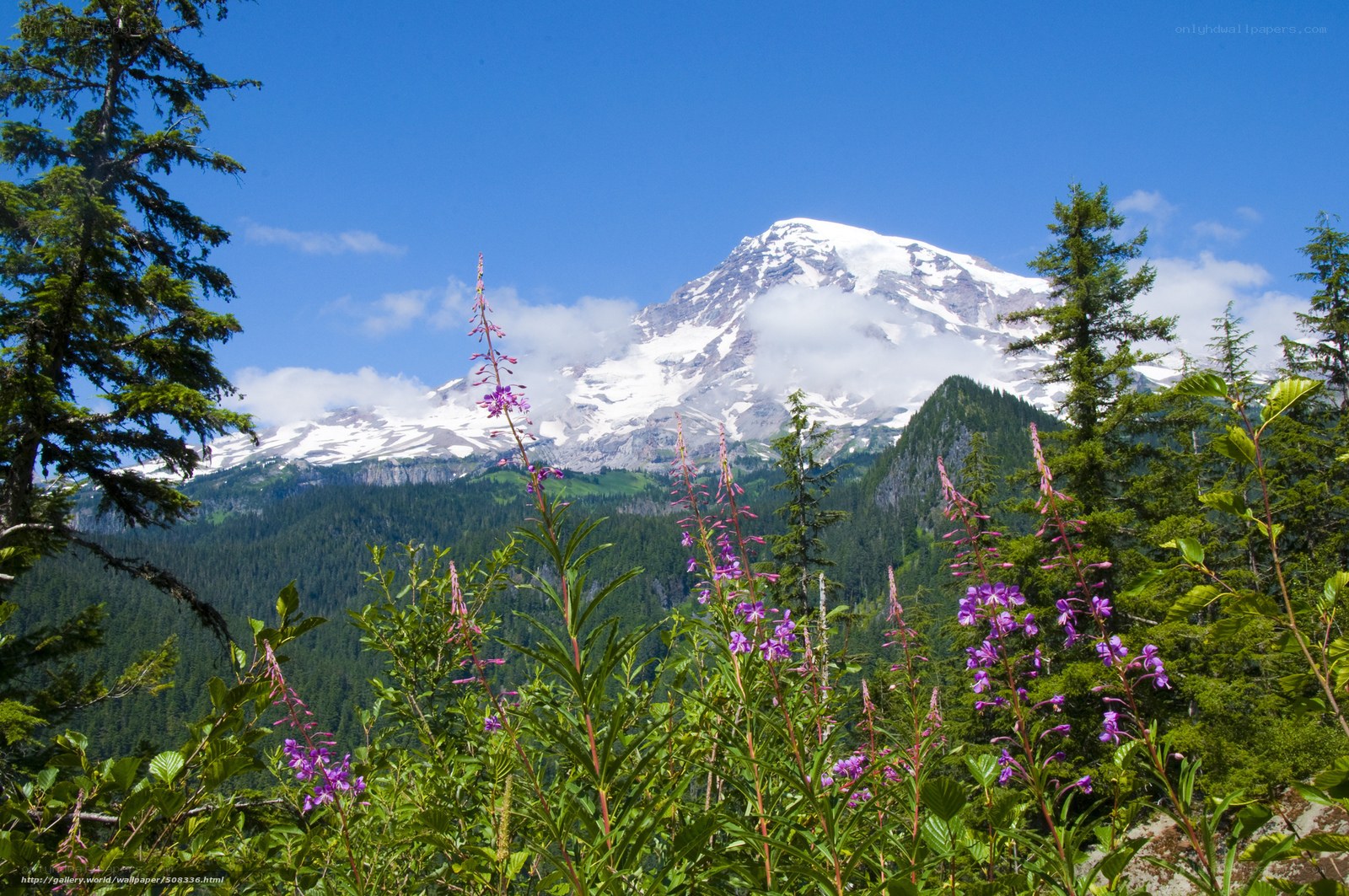 Mount Rainier with wildflowers