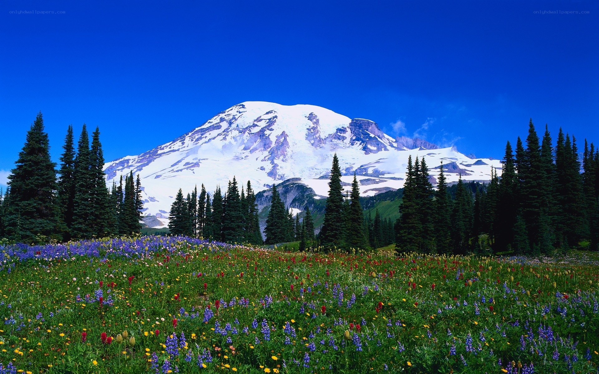 Mount Rainier with wildflowers