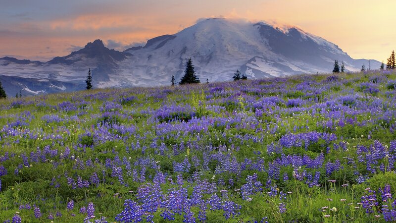 Mount Rainier with wildflowers