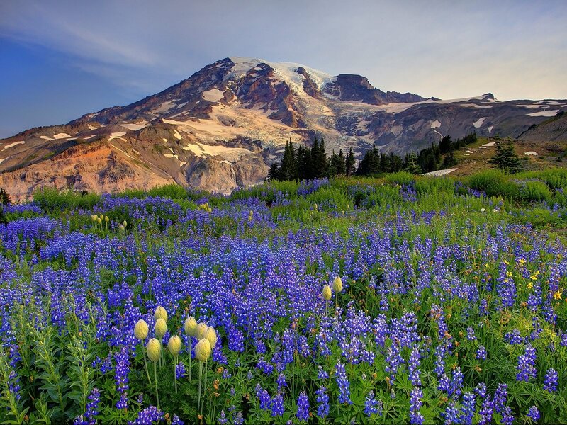Mount Rainier with wildflowers