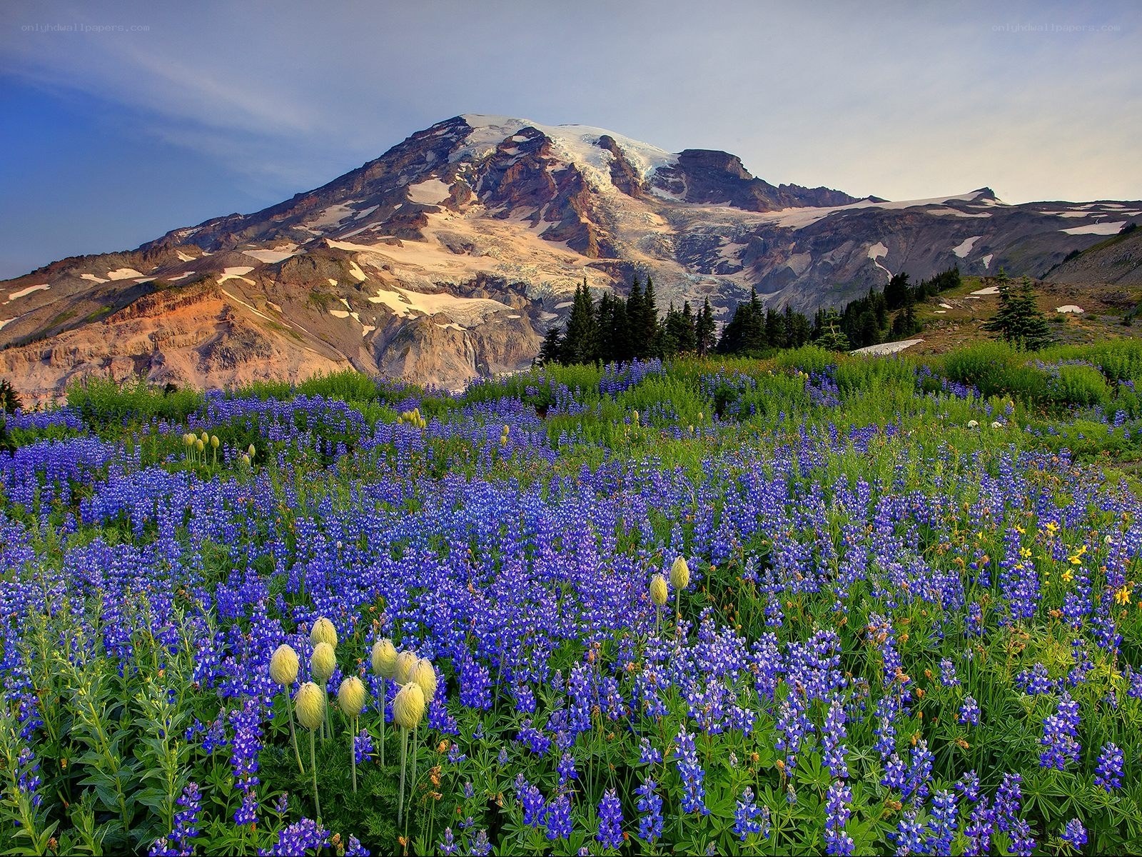 Mount Rainier with wildflowers