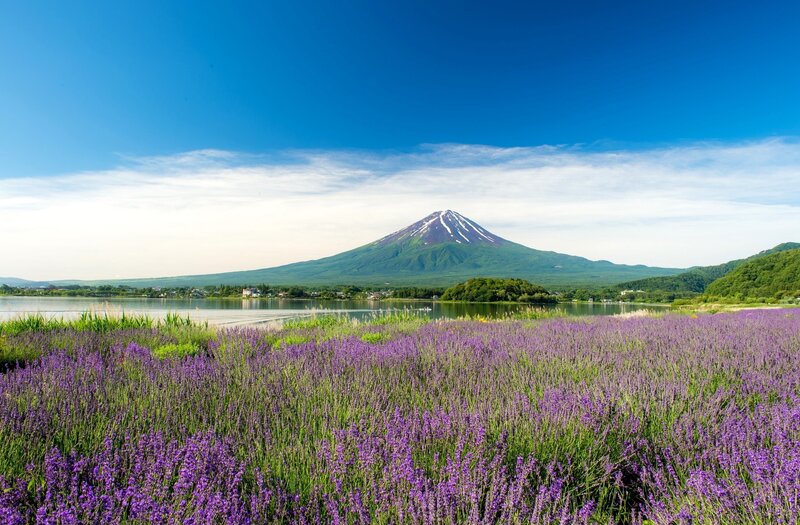 Mountain and Lavender Field