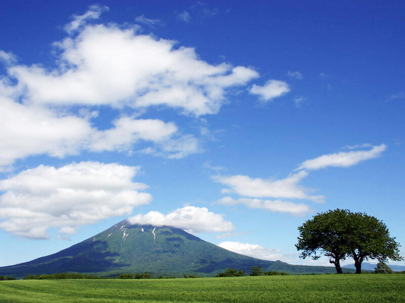 Mountain and lone tree in a field