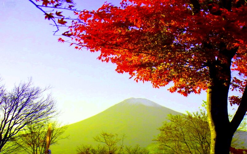 Mountain Behind Red Tree