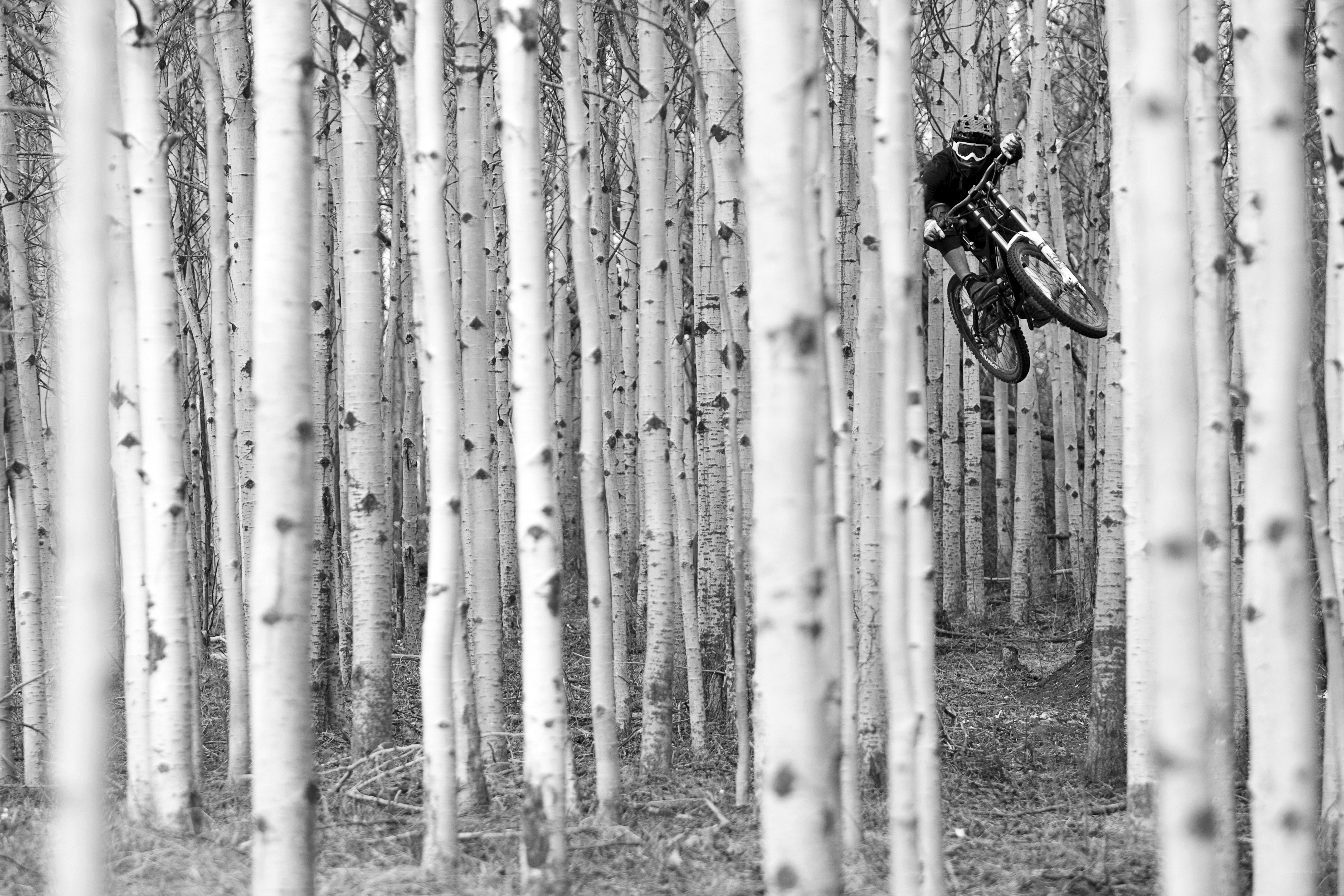 Mountain biker in aspen forest