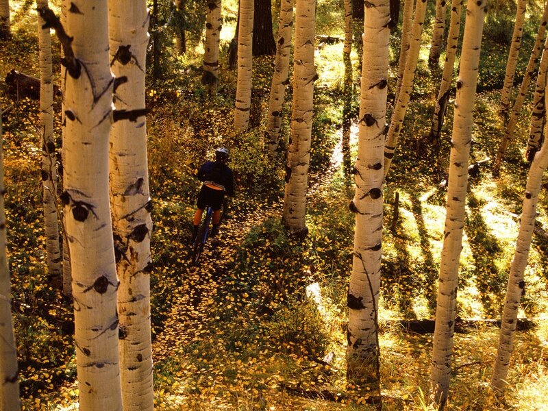 Mountain biker in autumn forest
