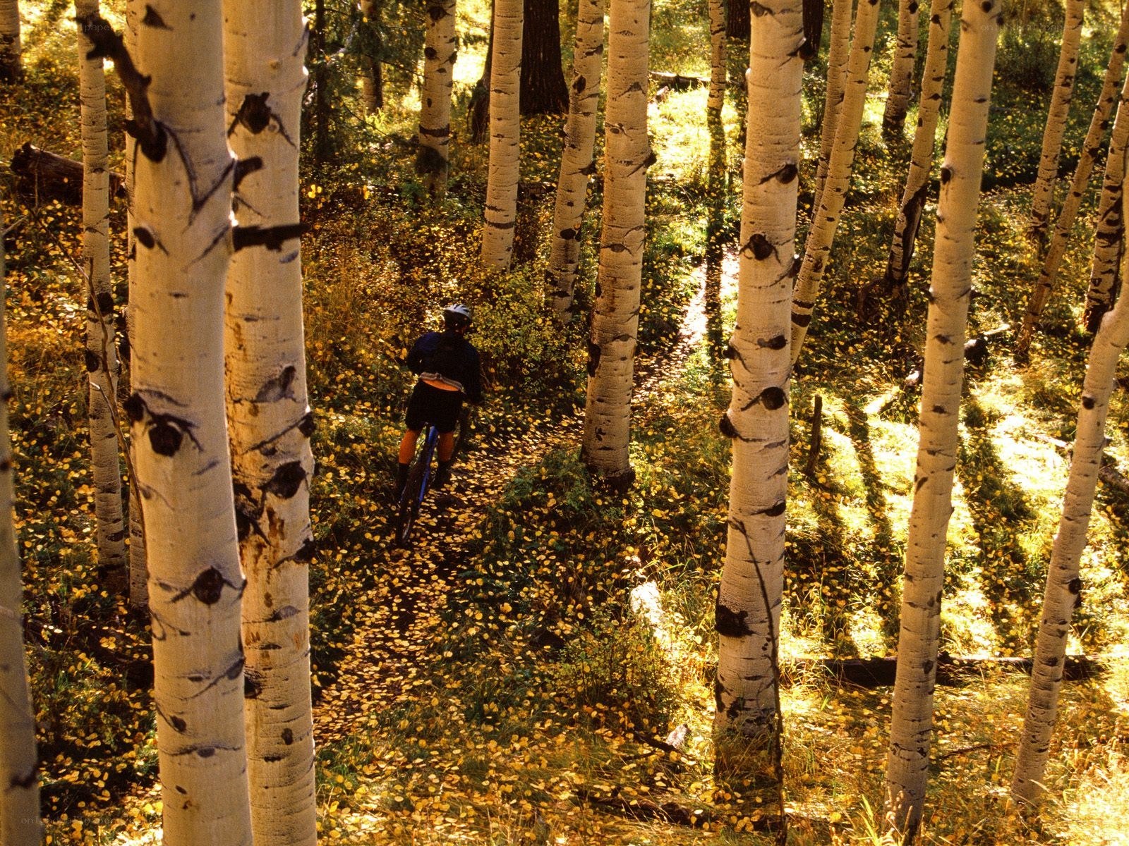 Mountain biker in autumn forest
