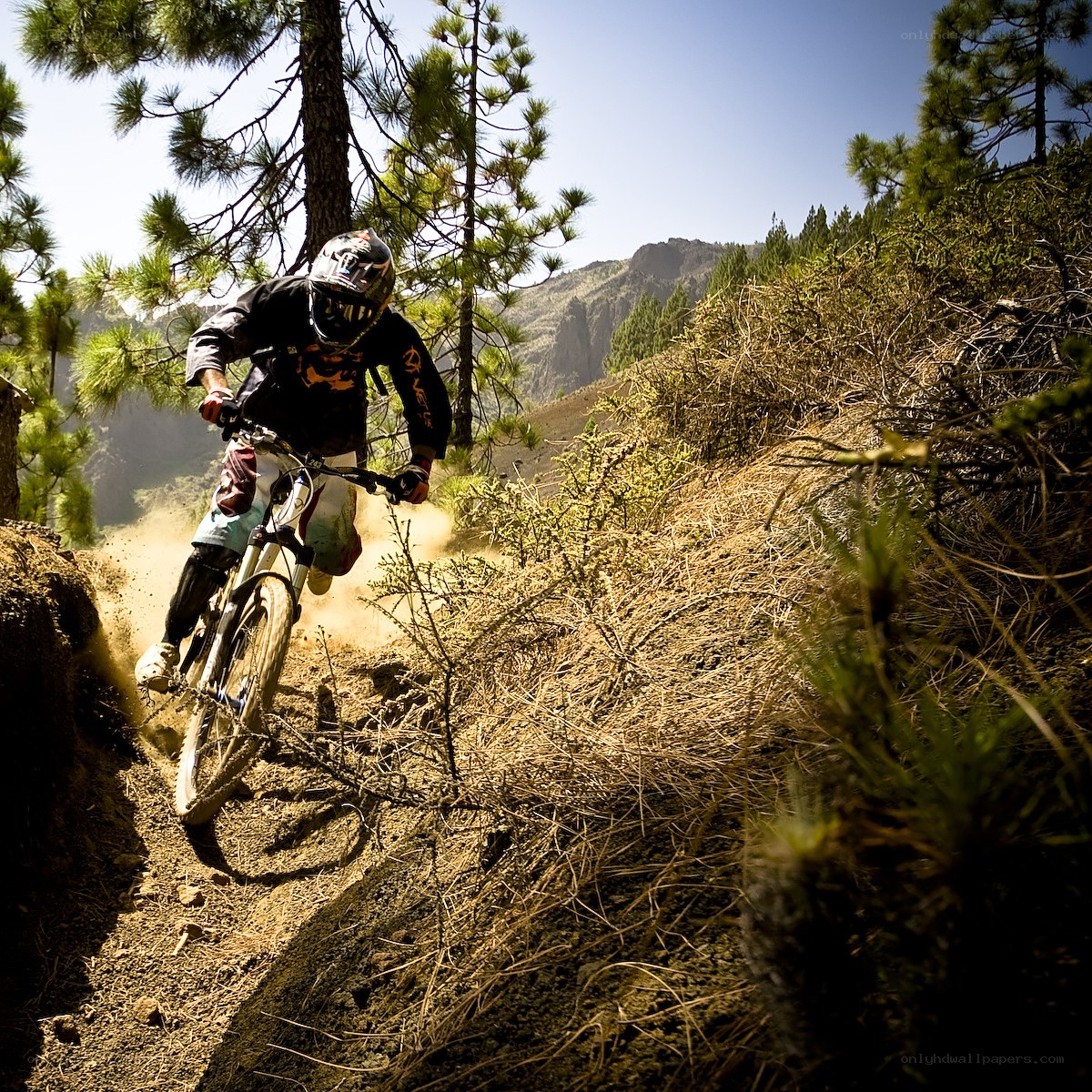 Mountain biker on a forest trail