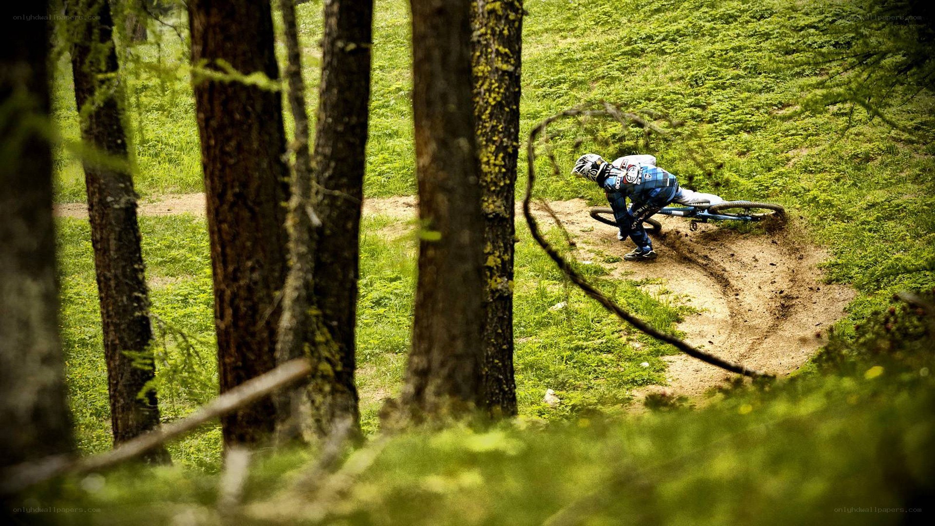 Mountain biker on forest trail