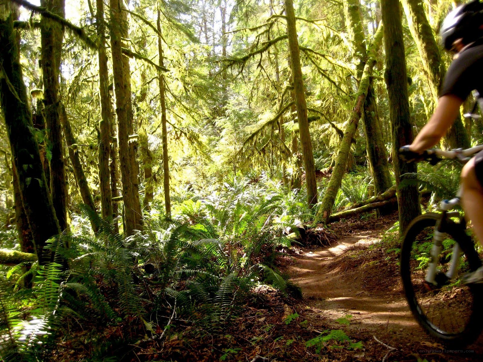 Mountain biker on forest trail