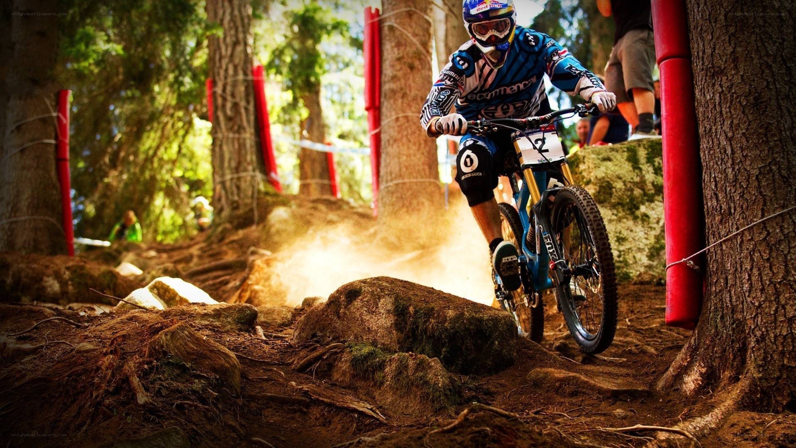 Mountain biker on forest trail