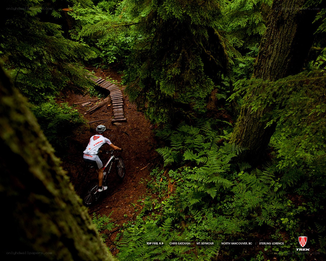 Mountain biker on forest trail