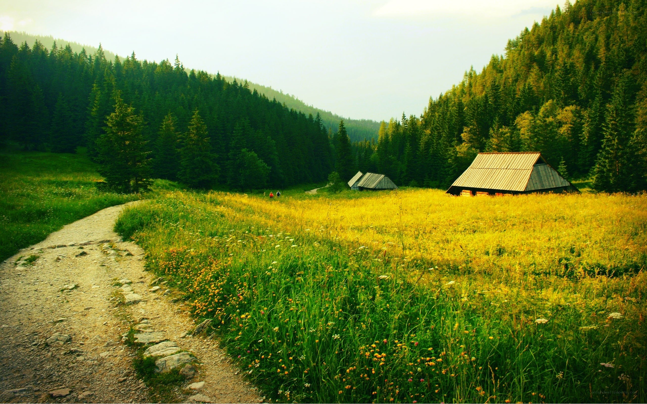 Mountain cabin in a meadow