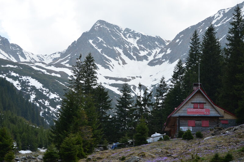 Mountain Cabin in Forest — Green, Serene