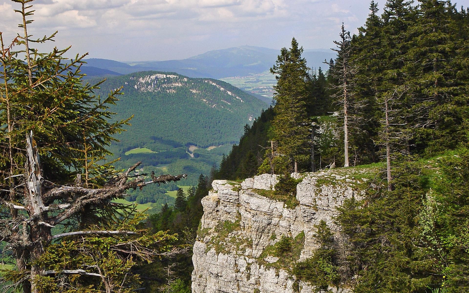 Mountain cliff with forest view