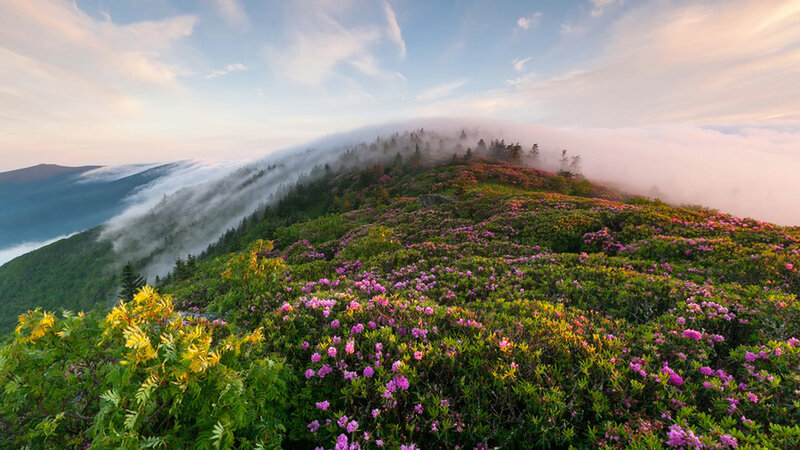 Mountain Covered in Flowers — Green, Serene
