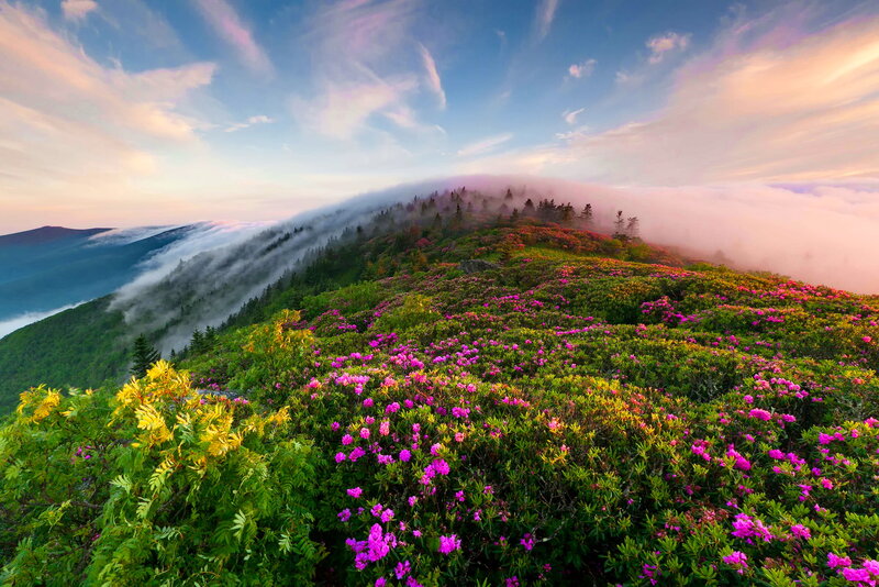 Mountain Covered in Flowers — Pink