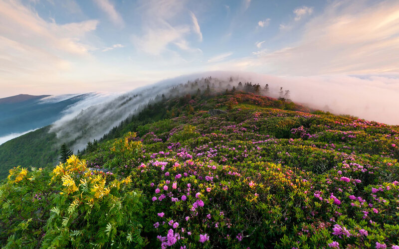 Mountain Covered in Flowers — Purple
