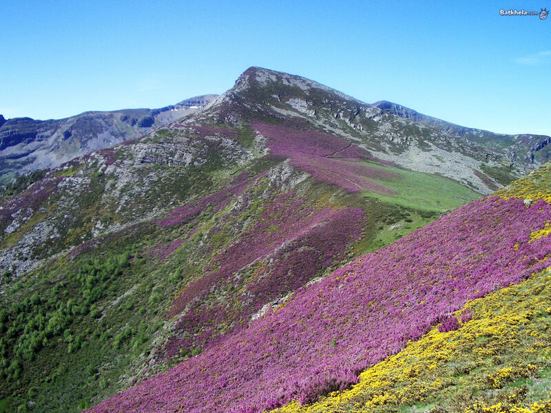 Mountain Covered in Flowers