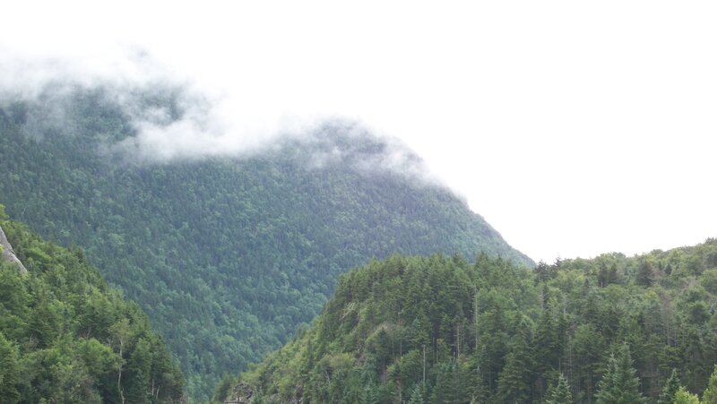 Mountain Covered in Forest