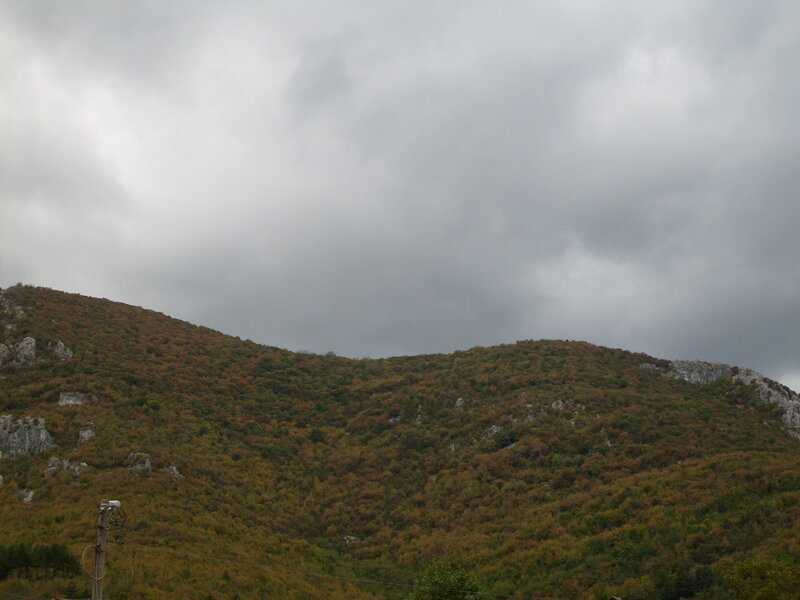 Mountain Covered in Trees