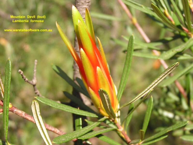 Mountain Devil Bud
