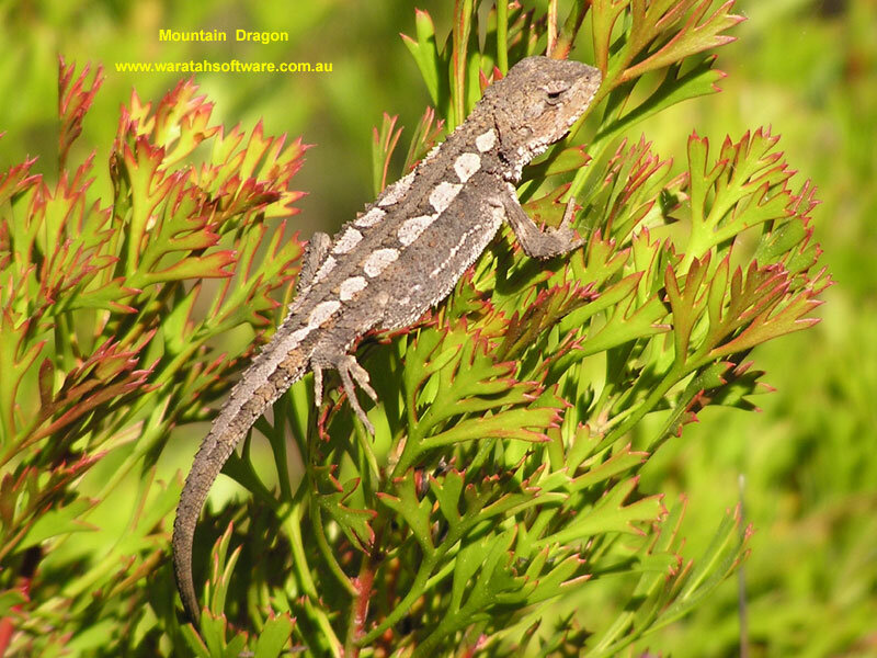 Mountain Dragon Lizard