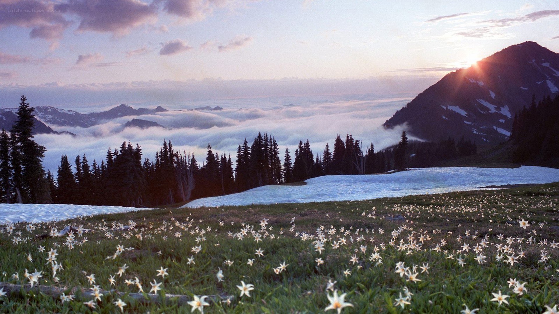 Mountain flowers at sunrise