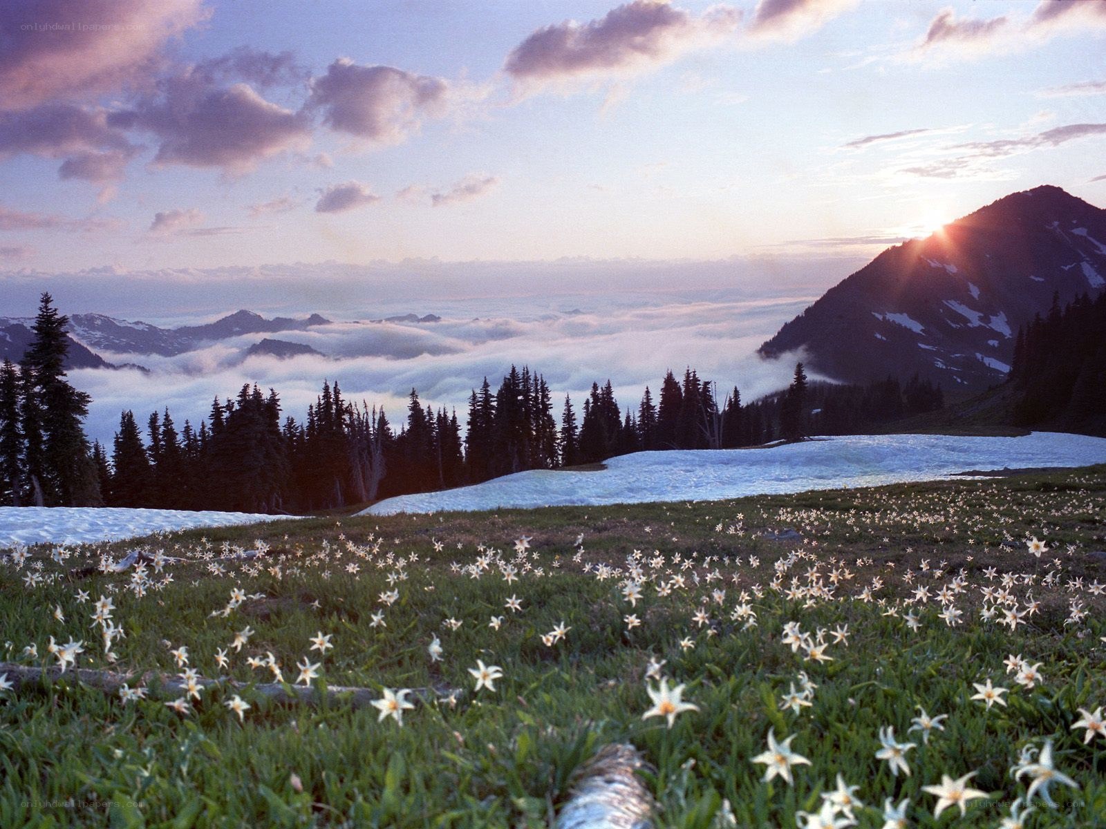 Mountain flowers at sunrise