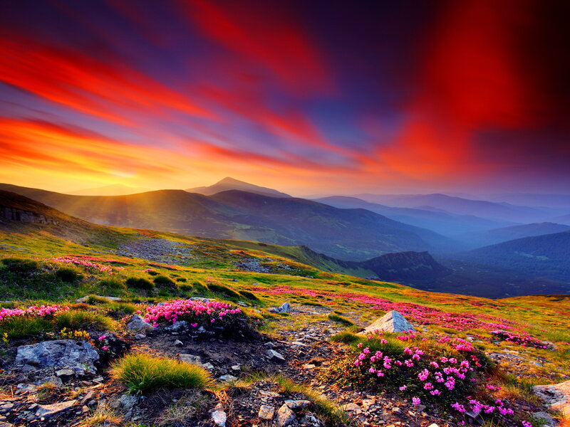 Mountain Flowers at Sunrise — Red