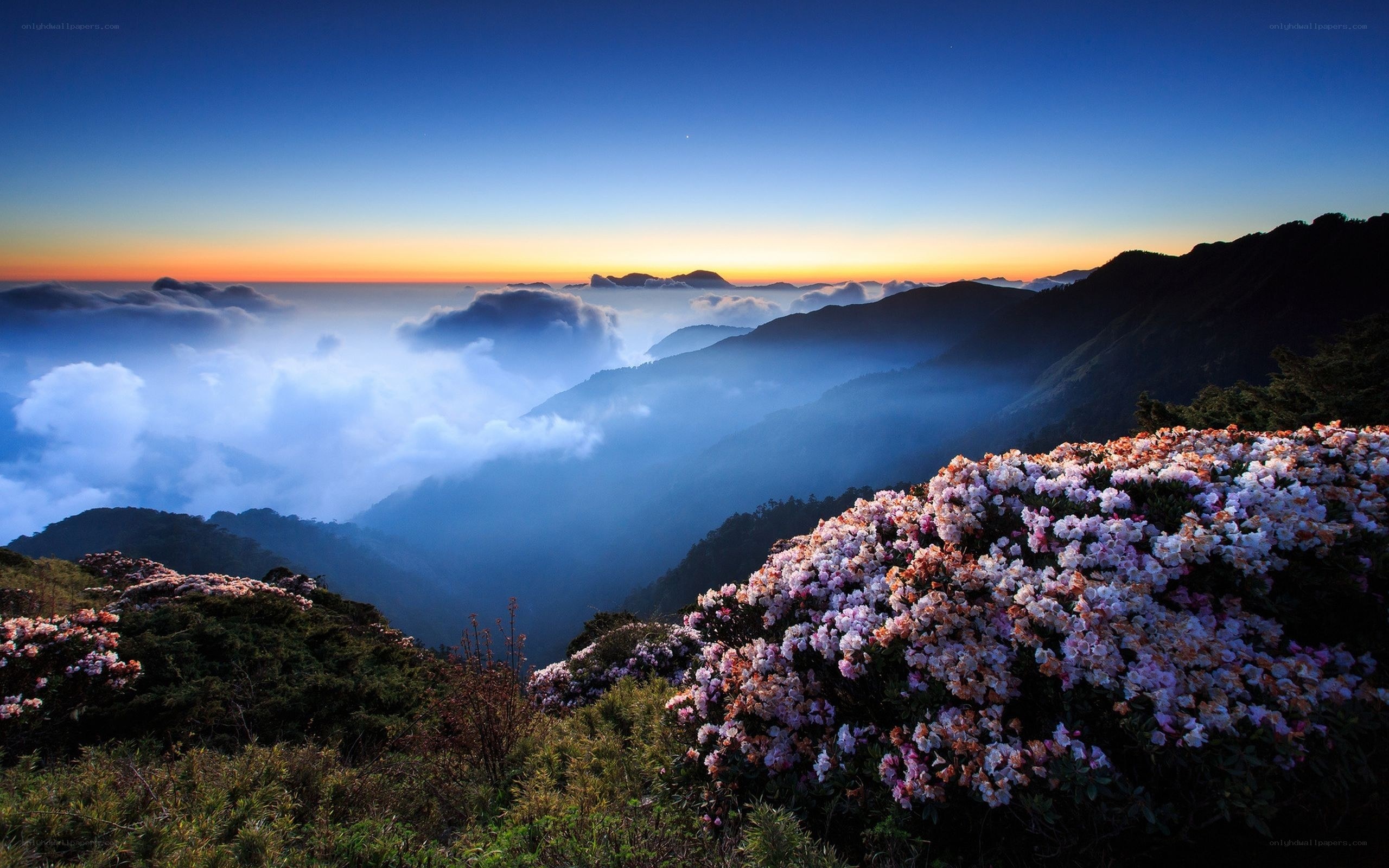 Mountain flowers at sunrise