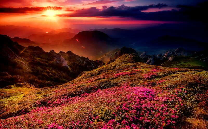 Mountain Flowers at Sunset — Pink