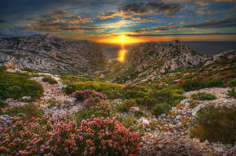Mountain Flowers at Sunset