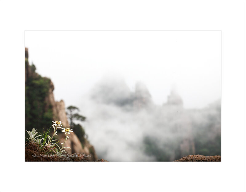 Mountain flowers in mist