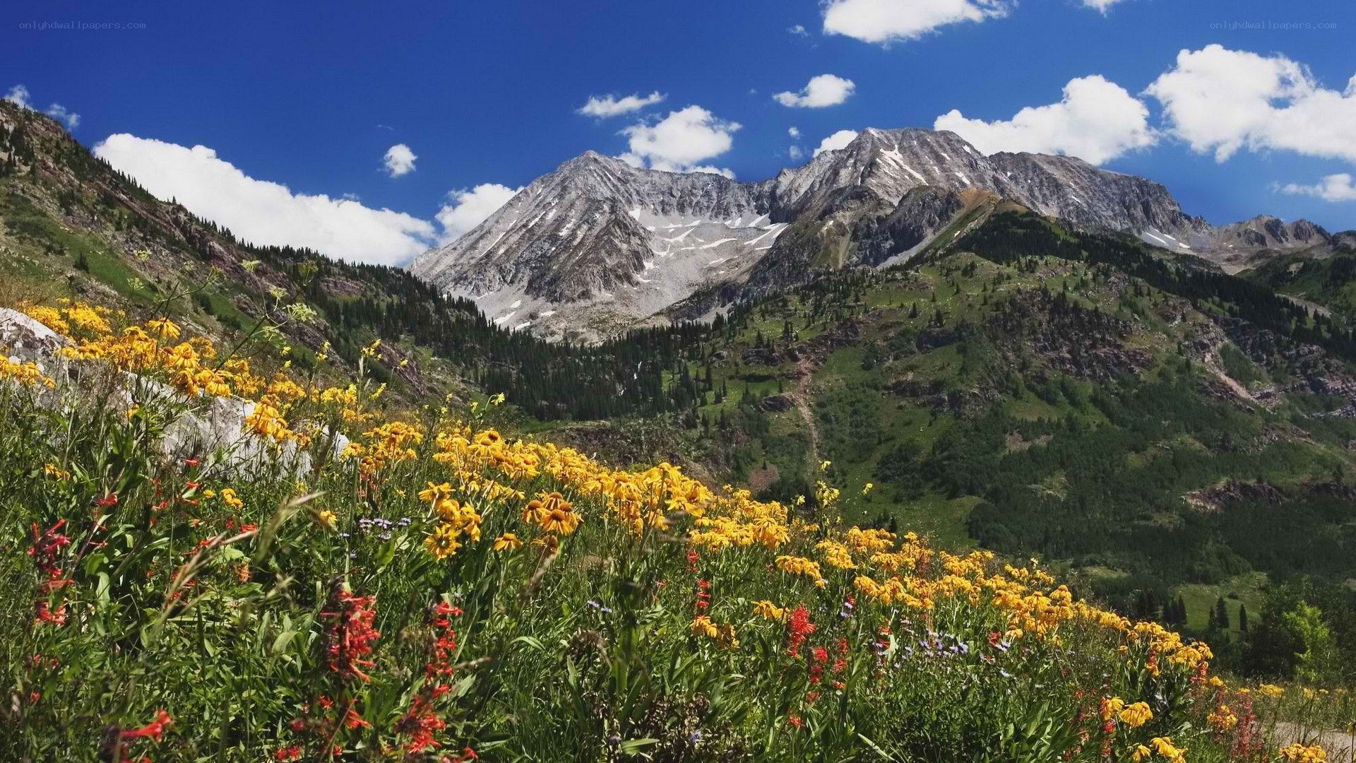 Mountain flowers in summer