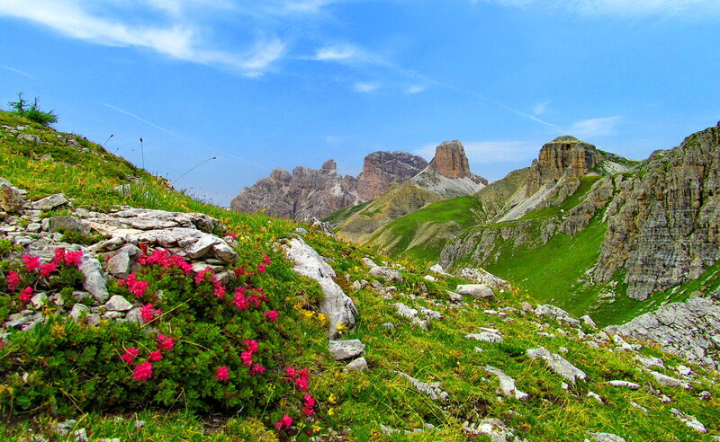 Mountain Flowers on Slope