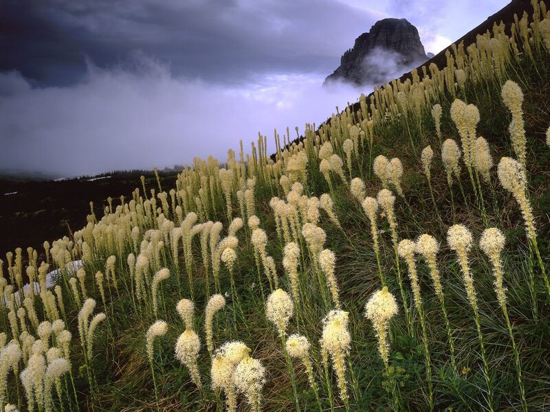 Mountain flowers under stormy sky