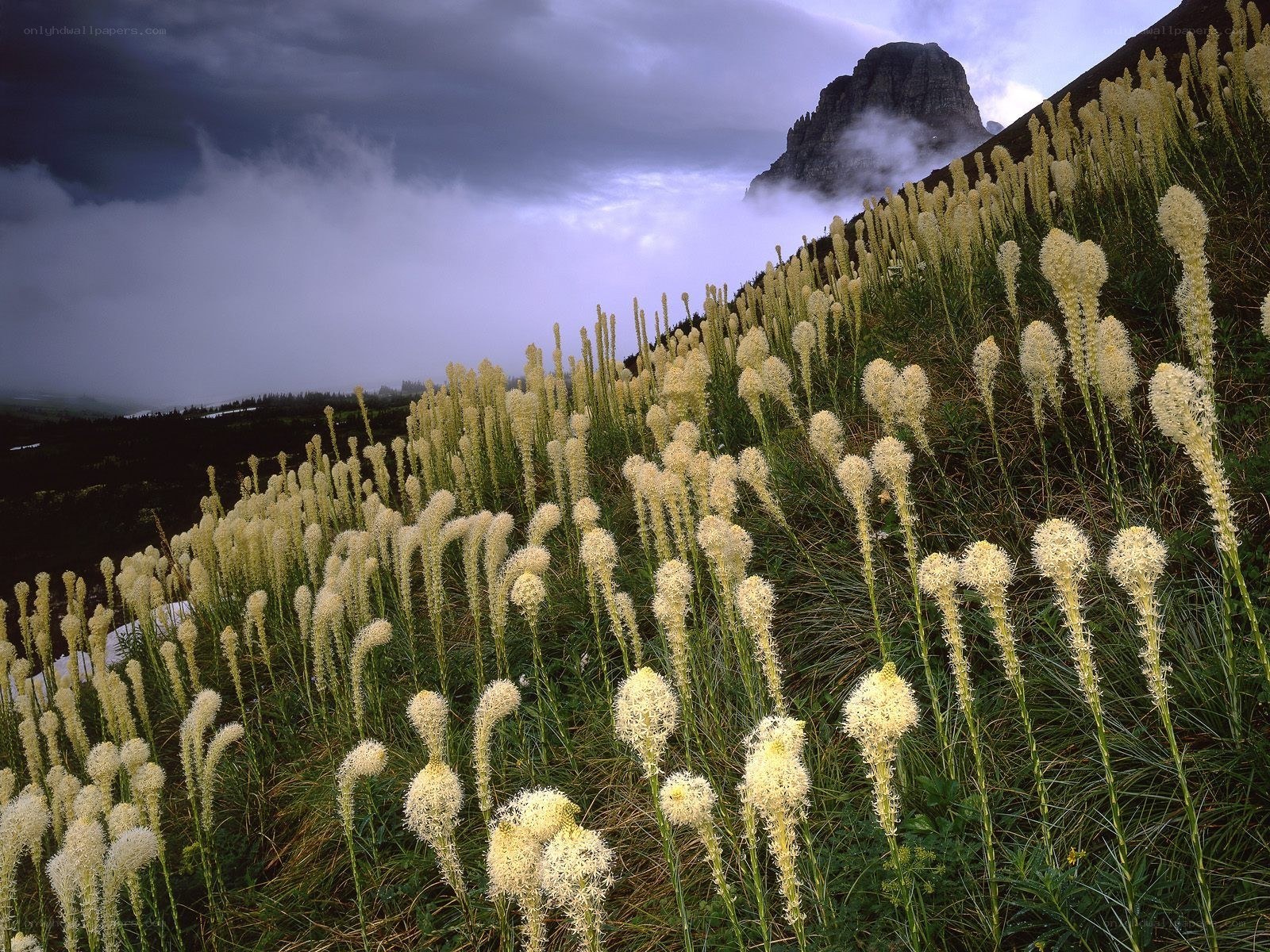 Mountain flowers under stormy sky