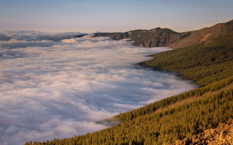 Mountain Forest Above Clouds — Green