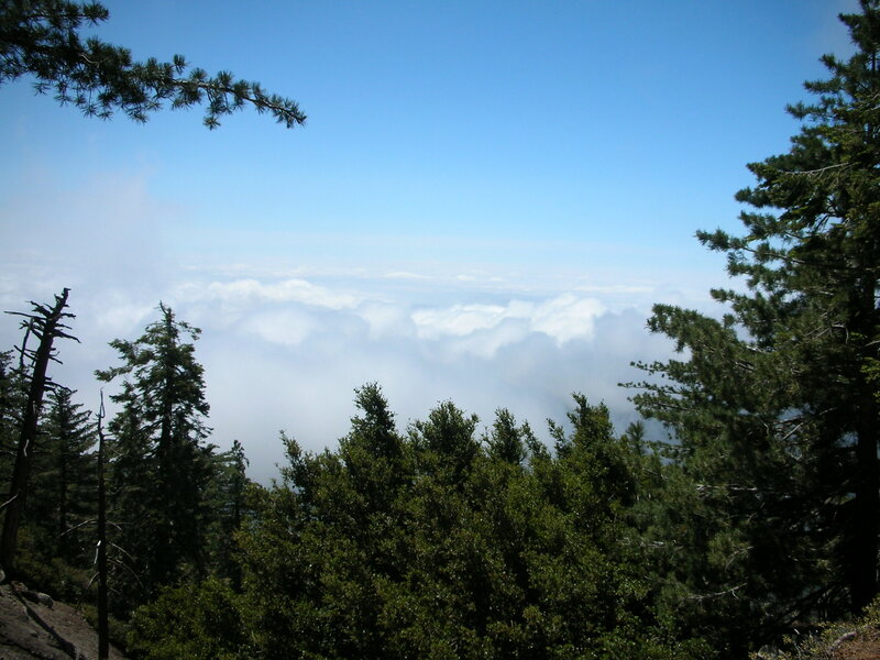 Mountain Forest Above Clouds