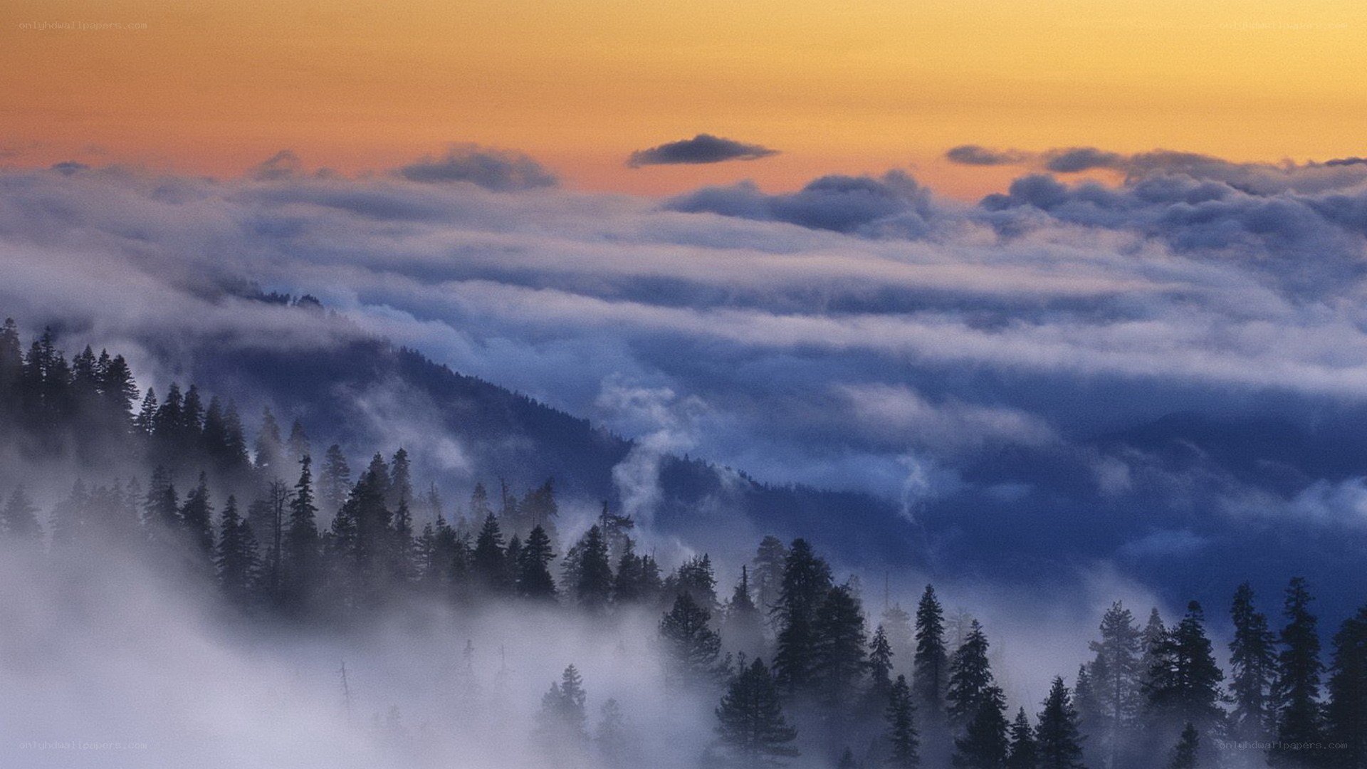 Mountain forest at sunrise