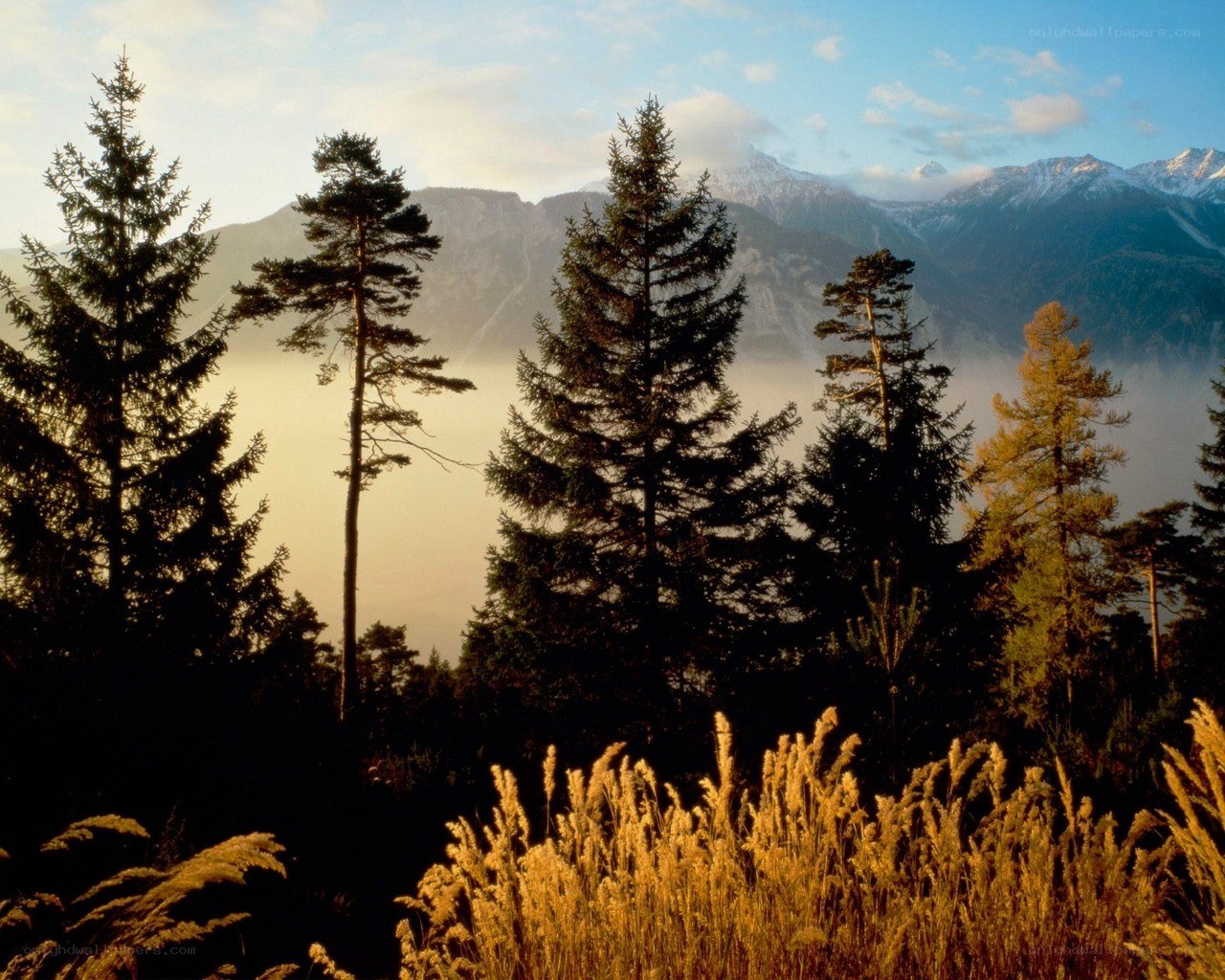 Mountain forest at sunrise