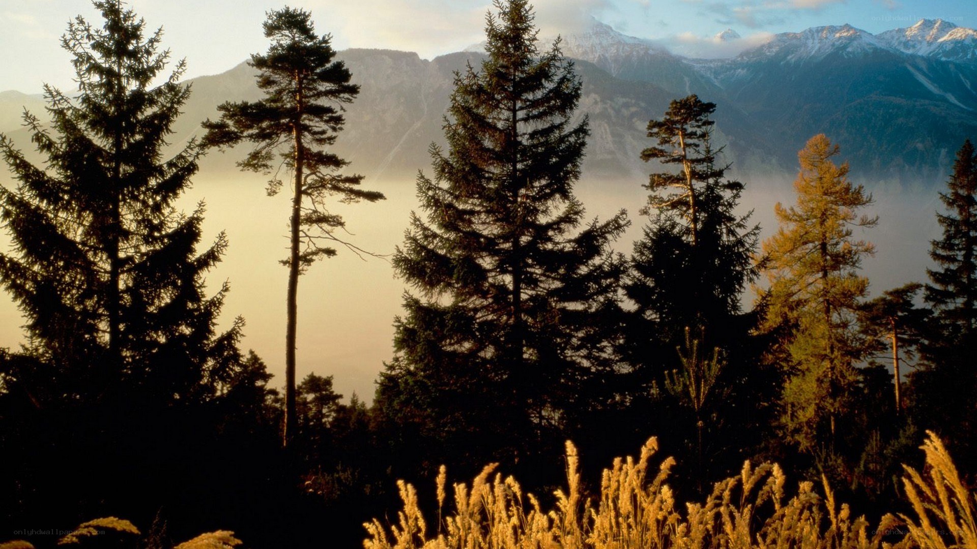Mountain forest at sunrise