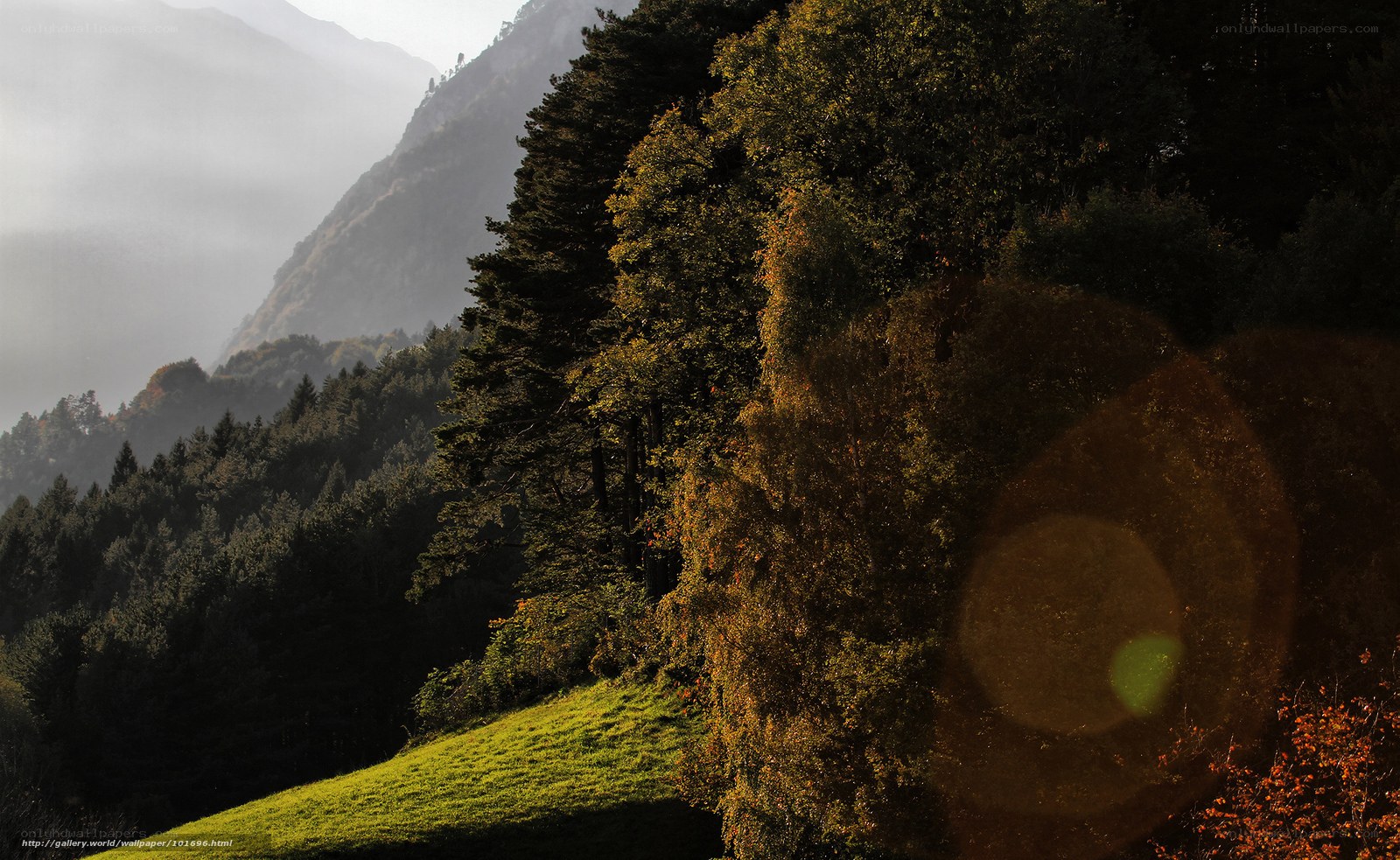 Mountain forest at sunrise
