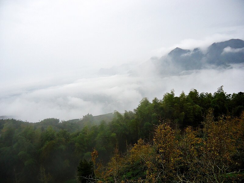 Mountain Forest in Fog — Green