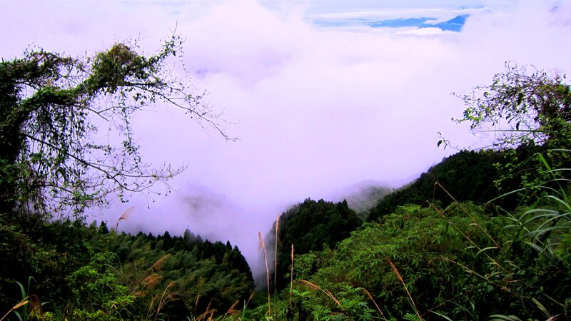 Mountain Forest in Fog