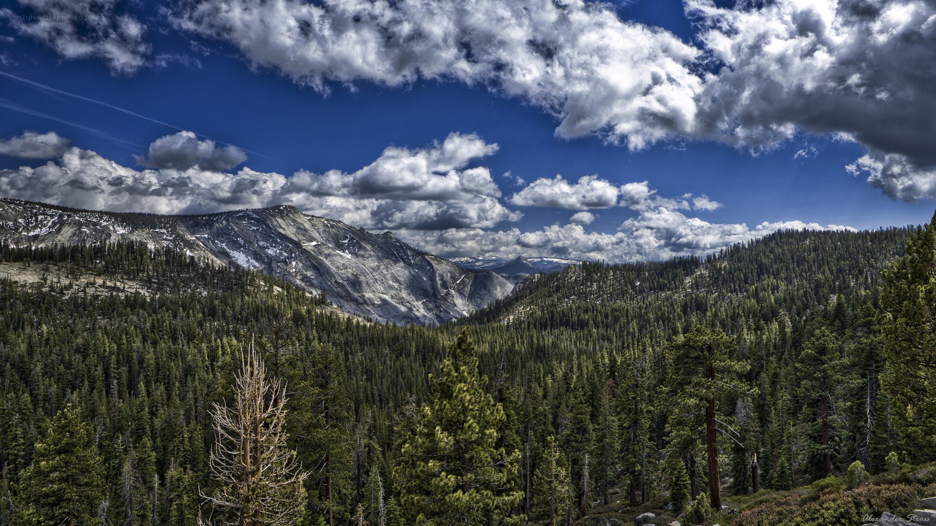 Mountain forest landscape