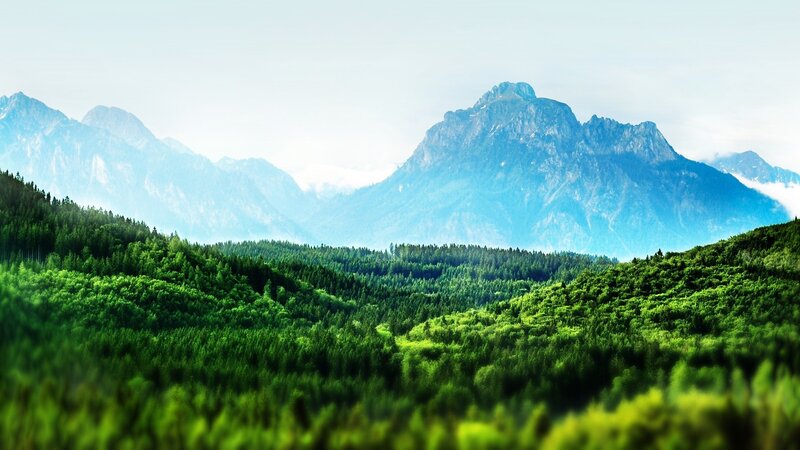Mountain forest landscape